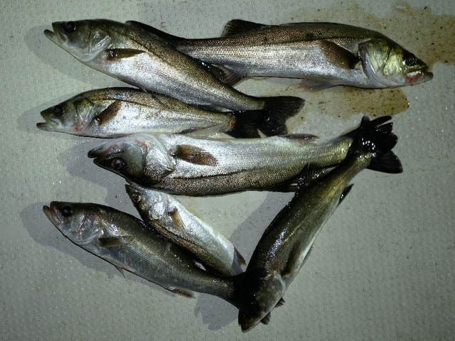 シーバス　釣果写真