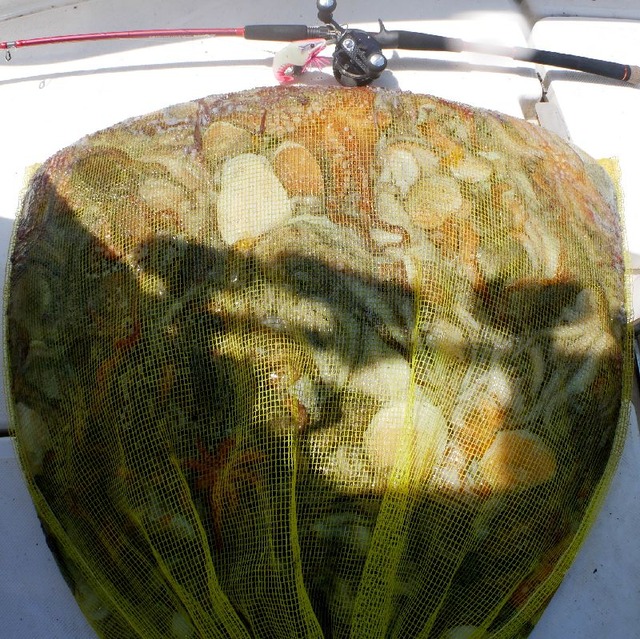 マダコ　釣果写真