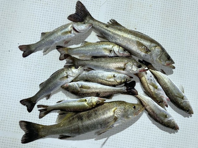 シーバス釣果