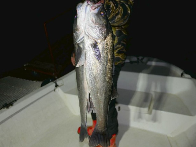 名古屋港シーバス