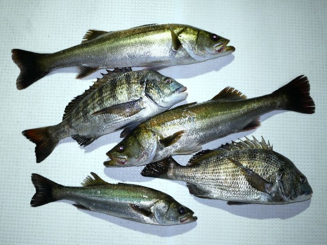 シーバス クロダイ 釣果