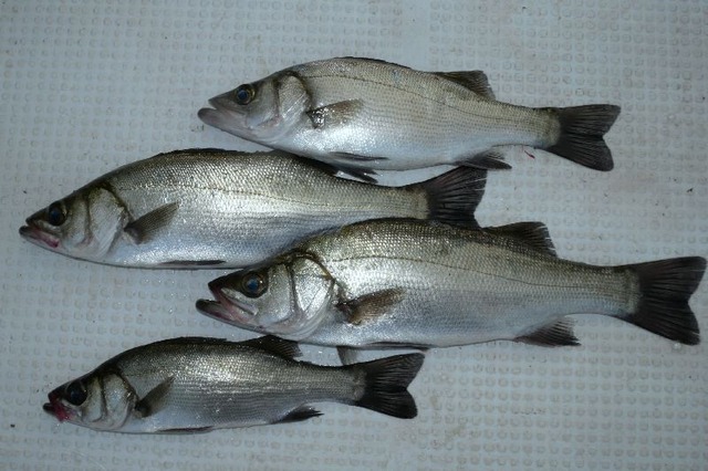 ヒラセイゴ 釣果写真