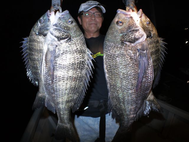 クロダイ　釣果