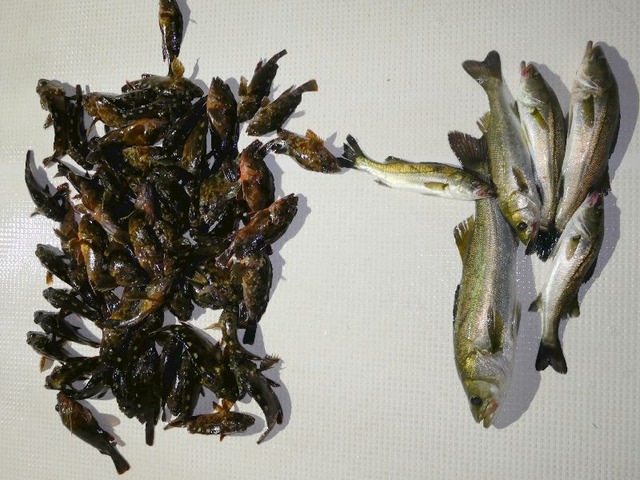 全釣果