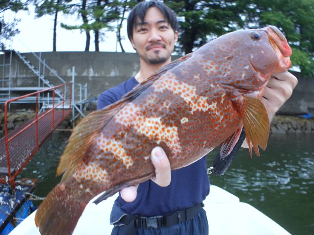 良型キジハタ
