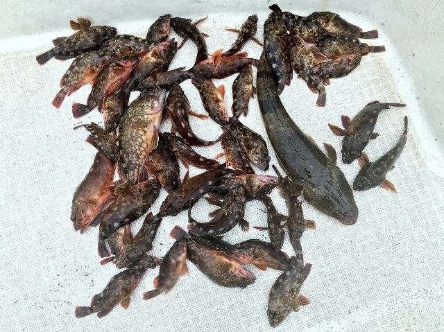 カサゴ　マゴチ　釣果写真