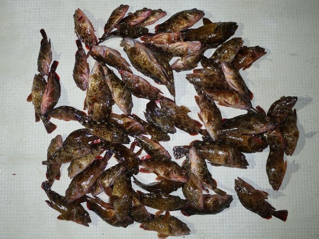 カサゴ　釣果写真