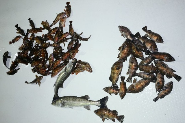 全釣果