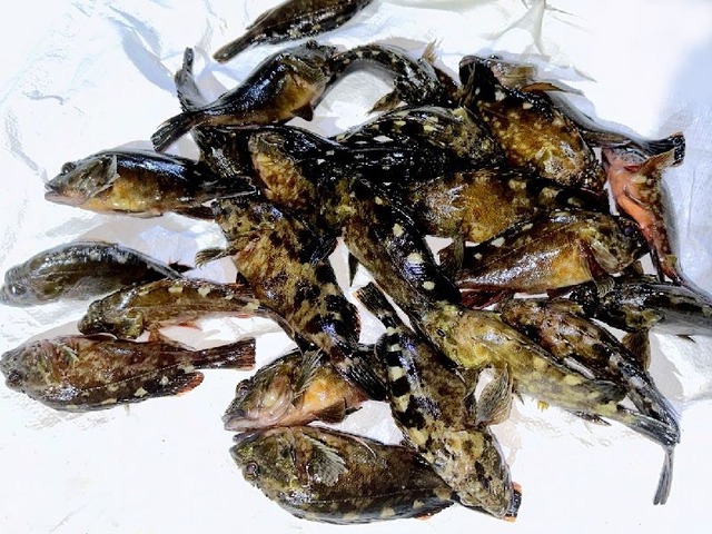 カサゴ釣果