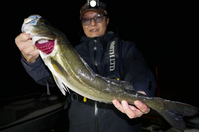 良型シーバス　#1