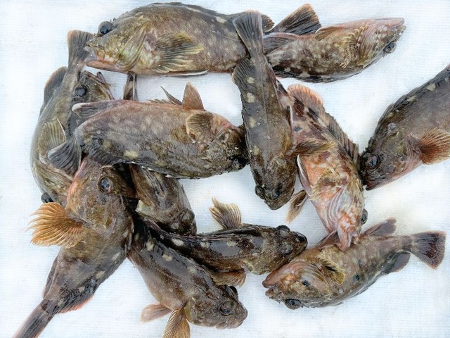 カサゴ釣果