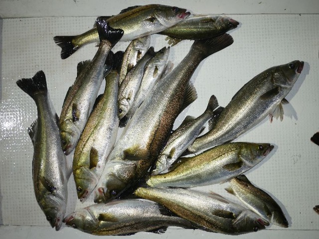 シーバス釣果