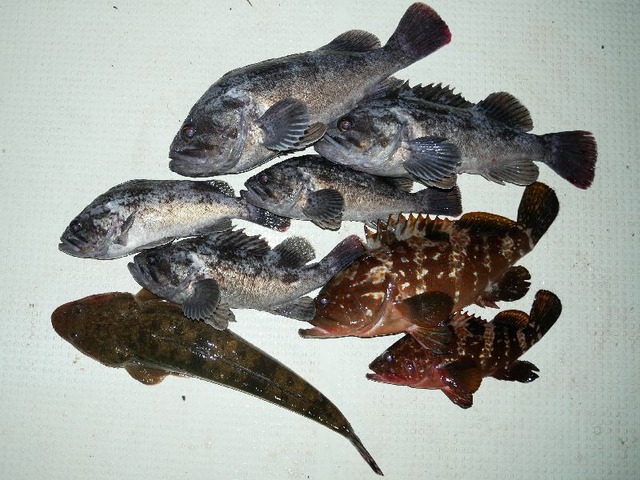 クロソイ　キジハタ　マゴチ　釣果写真