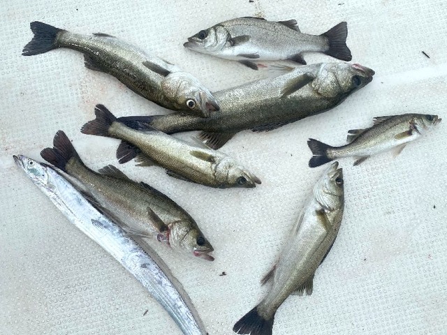 シーバス 釣果写真