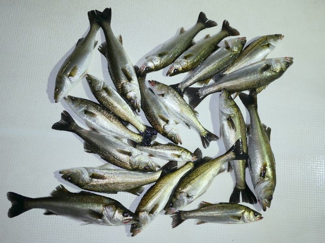 シーバス　釣果