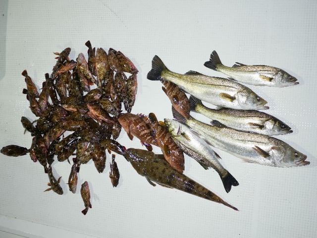 全釣果