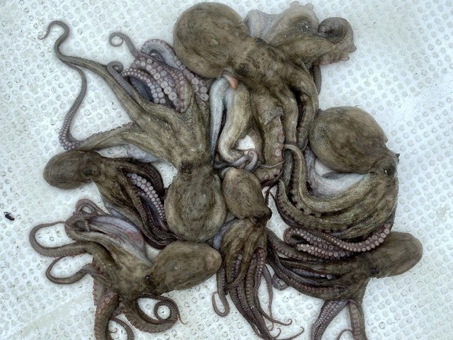 マダコ 釣果写真