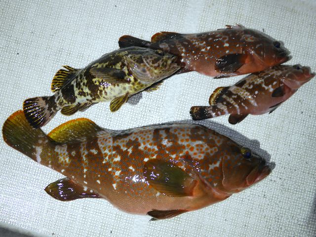 良型根魚 釣果写真