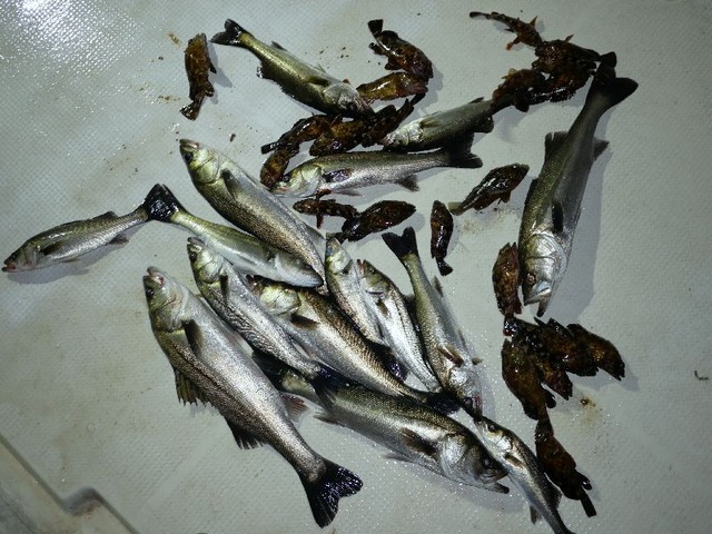 シーバス　カサゴ　釣果写真