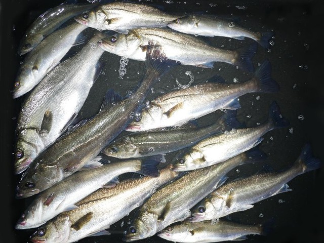 シーバス釣果