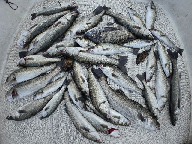 シーバス　釣果写真