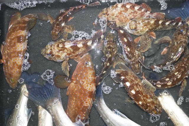 根魚釣果 B