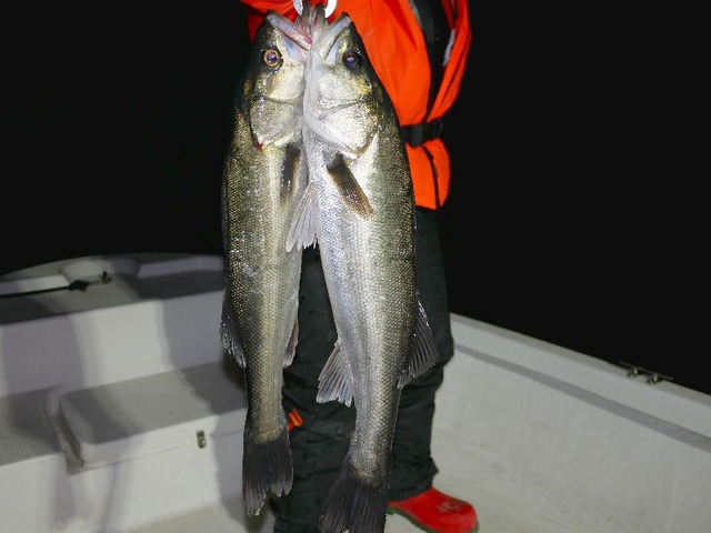 名古屋港　シーバス