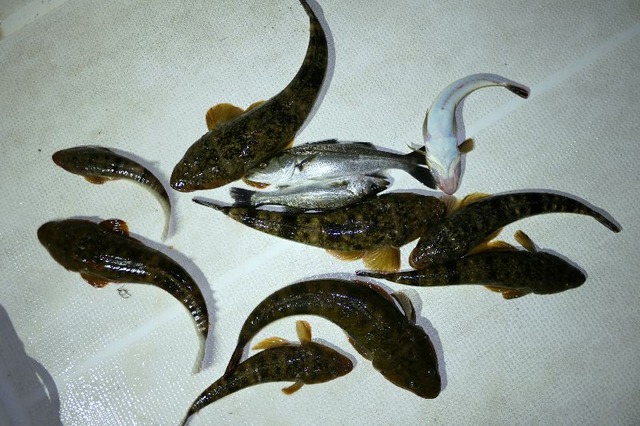 マゴチ　シーバス　釣果写真