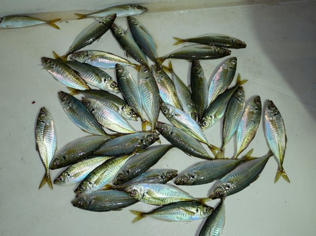 アジ　釣果写真
