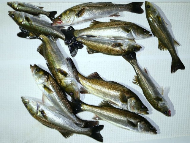 シーバス釣果