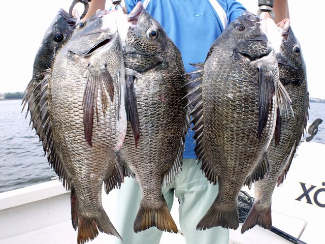 名古屋港　クロダイ