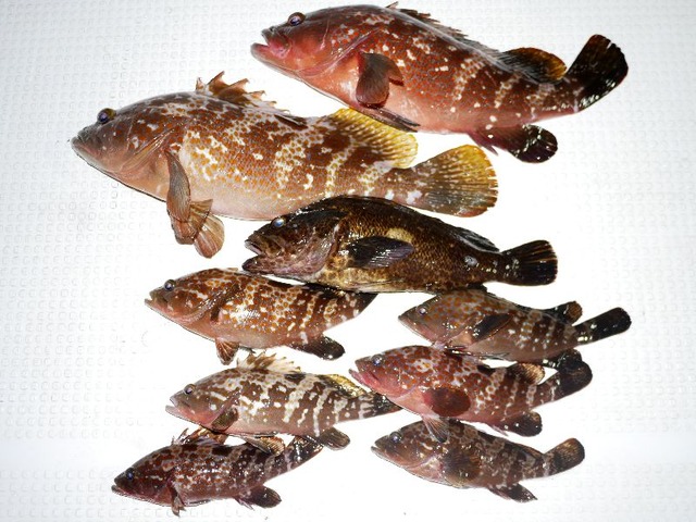 キジハタ タケノコメバル 釣果