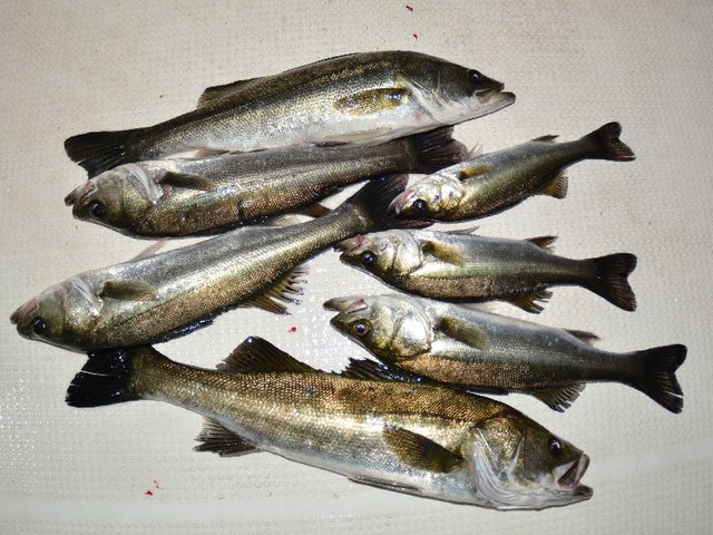 シーバス　釣果