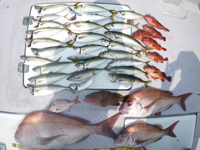 沖　釣果写真