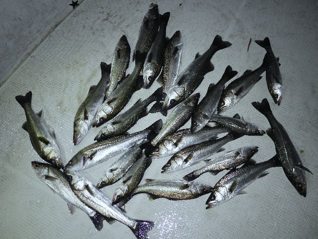 シーバス　釣果写真