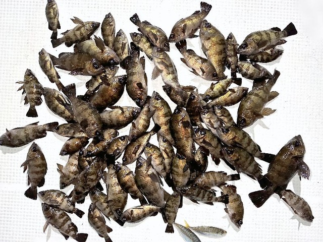 メバル釣果