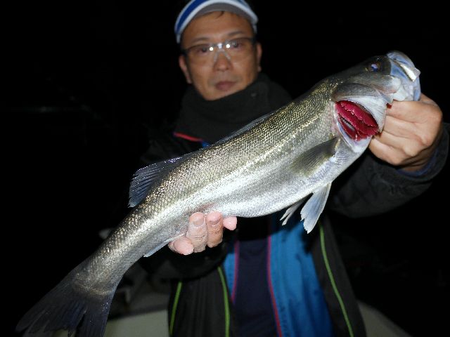 名古屋港　シーバス