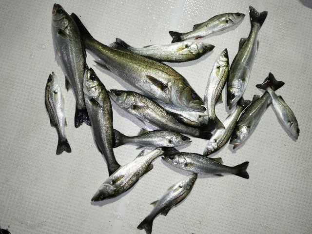 シーバス　釣果写真