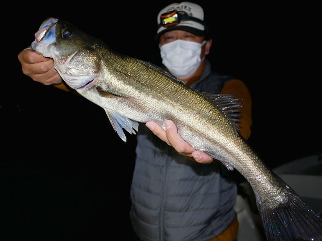 良型シーバス②