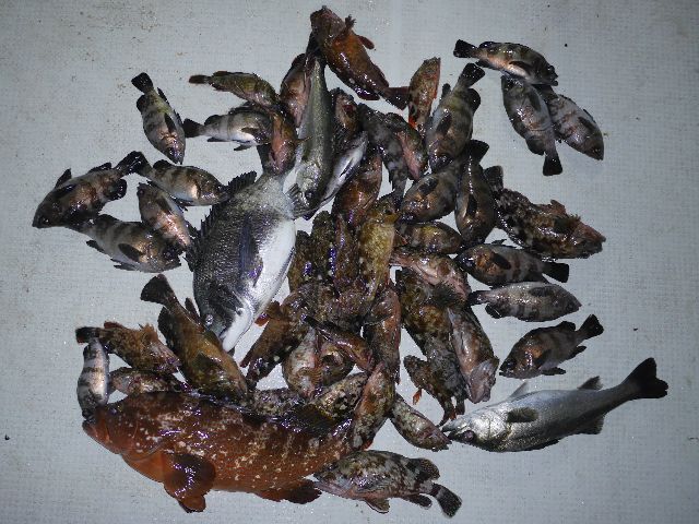 根魚＆メバル　釣果写真