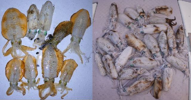 アオリイカ　釣果写真