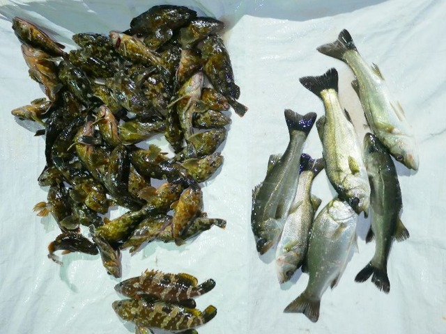 全釣果