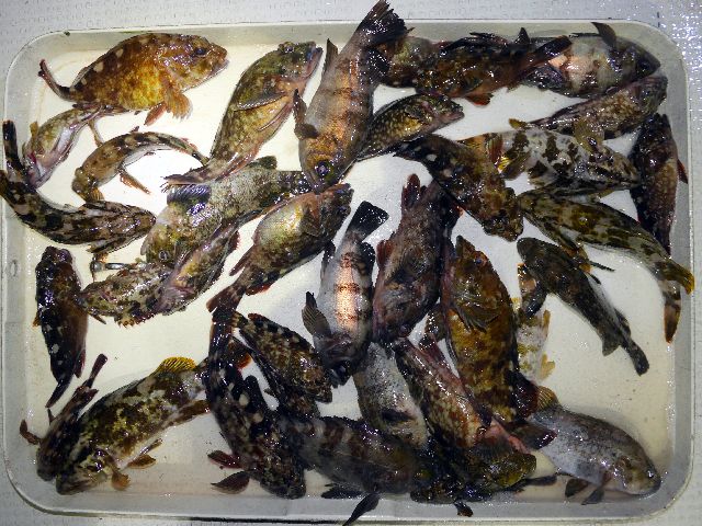 根魚　釣果写真