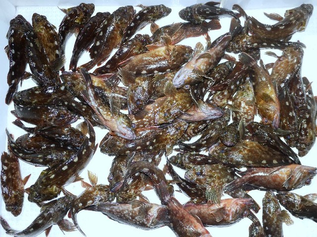 カサゴ釣果