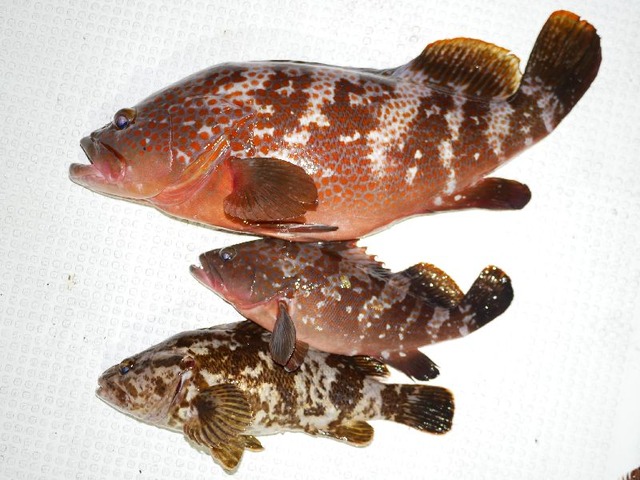 キジハタ タケノコメバル 釣果