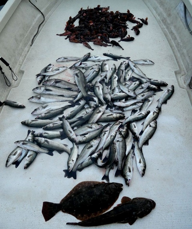 全体　釣果写真