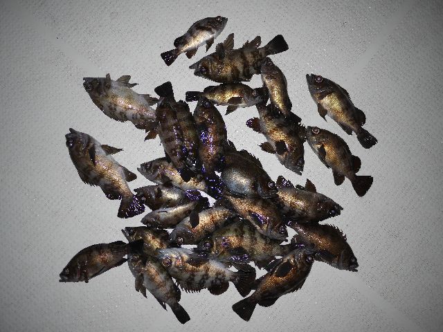 メバル　釣果写真