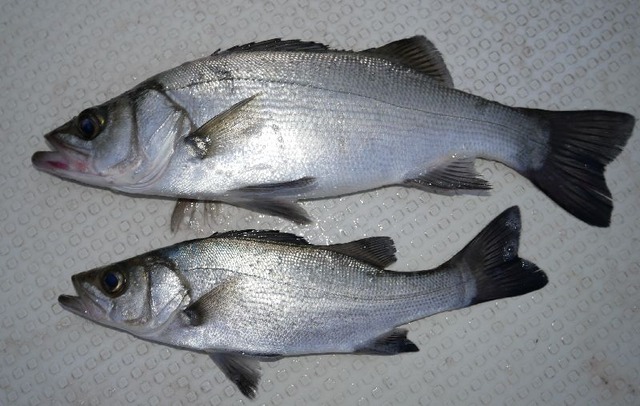 ヒラセイゴ　釣果写真