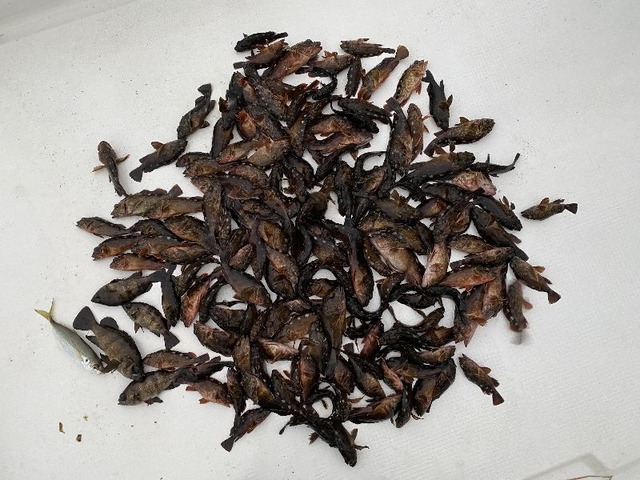 メバル　根魚　釣果写真