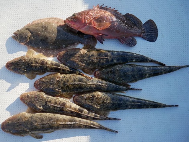 キジハタ　マゴチ　ヒラメ　釣果写真